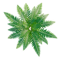 Polystichum setiferum tree plan, top view, cutout, transparent background, isolate, Fern plant, lush green foliage, detailed leaves, natural texture, spring season, vibrant color, nature © KP Stock