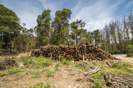 Logging industry collecting cut timber logs in forest