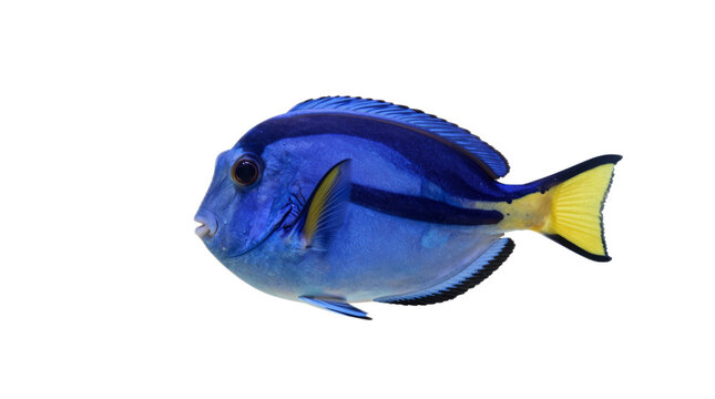 Blue and yellow fish is swimming in a tank. The fish is the only thing in the image