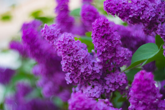 A bright, delicate branch of lilac