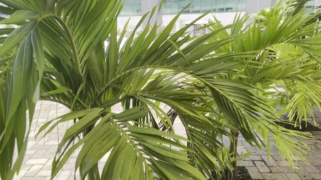Lush Green Areca Palm Leaves Swaying in the Wind