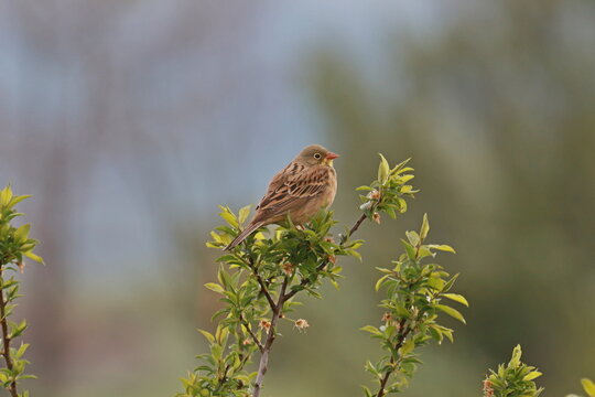 Ortolan Bunting(Emberiza hortulana)