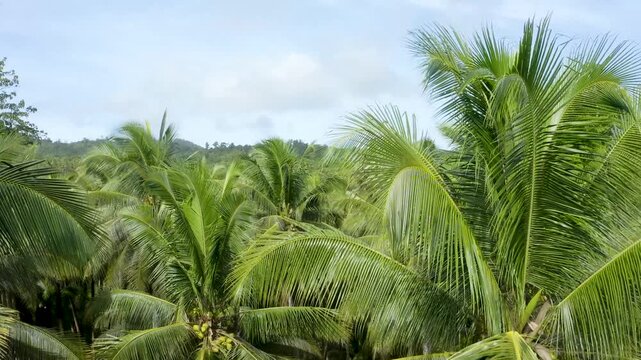 Aerial view of lush coconut palm trees with clusters of green fruits swaying in the tropical breeze under bright daylight Morotai, Indonesia.
