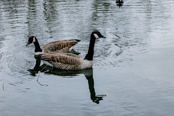 Fototapeta premium Two Canada geese swimming on calm water.