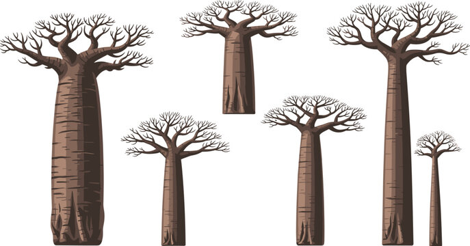 Vector Illustration of Baobab Trees with Distinctive Tall Trunks and Leafless Branches for Nature and African Designs
