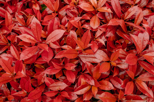 Dense cluster of vibrant red and orange autumn leaves with water droplets, filling the entire frame. Close-up top view of Photinia or similar ornamental shrub foliage displaying rich crimson fall colo
