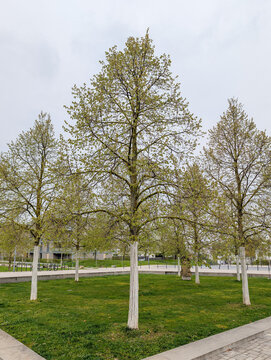 Tilia tomentosa Silberlinde Habitus in einer &ouml;ffentlichen Parkanlage