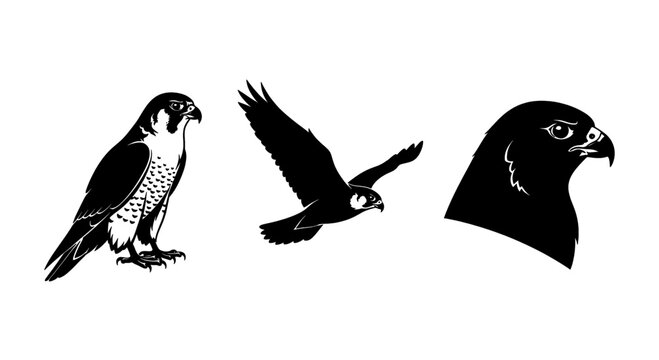 Collection of peregrine falcon illustrations showing perched bird flying silhouette and head profile isolated on white background for design