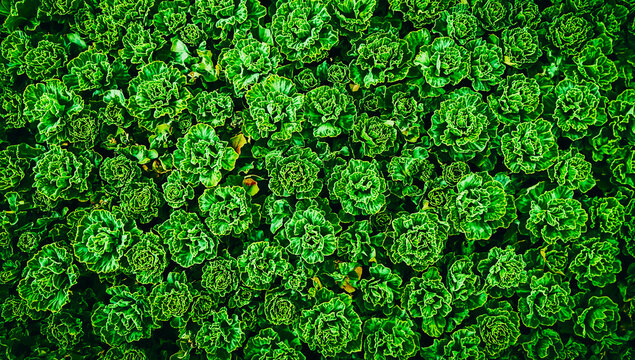 Top view of lush vibrant green kale leaves texture, fresh organic curly cabbage background as natural pattern.