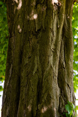 Obraz premium Macro detail of the bark texture of a Hornbeam tree. Natural background for design.