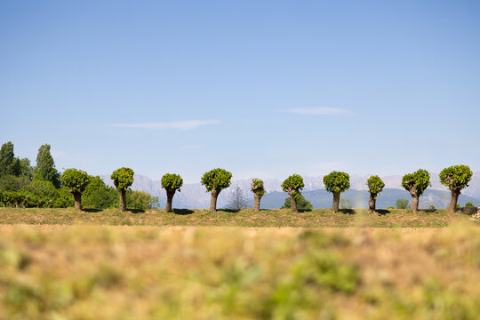 Row of pollarded mulberry trees on dry ground with snowy mountains in background in Friuli