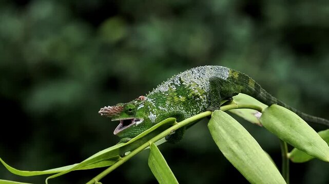Why do Fischer&rsquo;s chameleons open their mouths? 
When temperatures get too high, Fischer&rsquo;s chameleon will seek shade, lighten their color, and open their mouths to release excess body heat.
