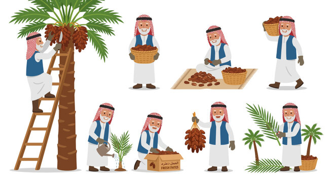Cartoon Arabian man in traditional clothing harvesting packing and watering fresh brown date fruits from a tall palm tree