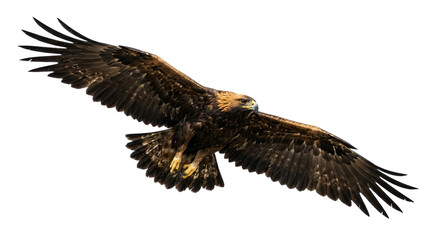 Fototapeta premium Golden eagle in mid-flight with wings spread against clear sky, majestic wildlife nature scene