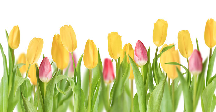 Multiple yellow and pink tulips with green leaves, isolated on white background. High resolution studio shot with clean clipping path and cut out. Ideal design element for web, print, advertising
