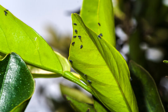 Asian Citrus Psyllid Colony on a Leaf. - A macro shot of a colony of Asian citrus psyllids (Diaphorina citri) on a citrus leaf. 