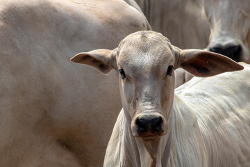 Stunning close-up portrait of a young Nelore bull calf looking directly at the camera, surrounded by adult cattle in a Brazilian beef farm.  © AlfRibeiro