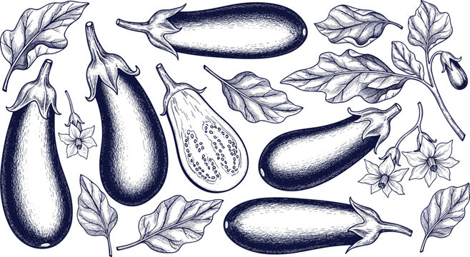 Vintage eggplant botanical engraving vector set with leaves and flowers. Hand drawn brinjal collection. Detailed line art illustration for organic food and packaging design.
