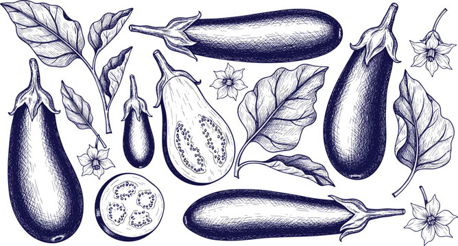 Vintage eggplant botanical vector set with leaves and flowers. Hand drawn brinjal collection. Detailed engraving illustration for organic food, farming and packaging design.