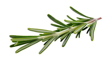 Fototapeta premium Fresh green rosemary sprig with needle-like leaves, isolated on transparent background