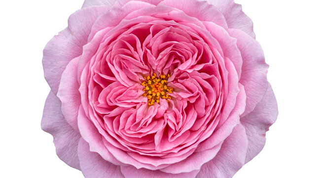 Close-up of delicate pink cabbage rose bloom with soft petals and golden center on white background