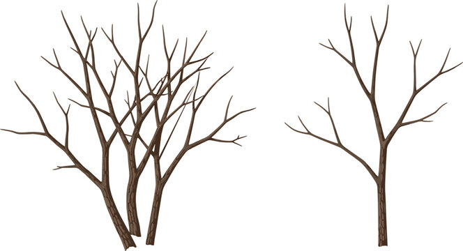 Set of two bare dead tree branches without leaves isolated on white background vector illustration for winter nature forest and landscape design concepts