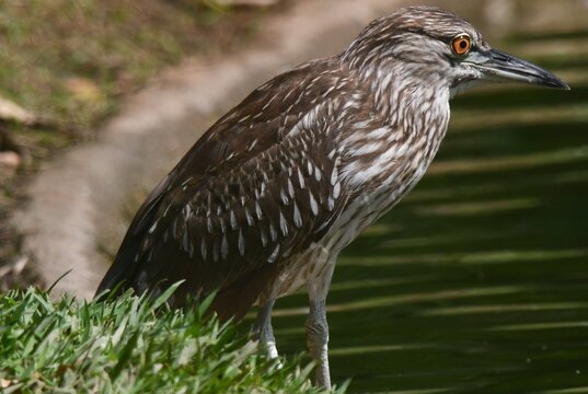Soc&oacute;-boi-baio aproveitando para pescar peixes no lago do Museu da Rep&uacute;blica - Pal&aacute;cio do Catete - RJ