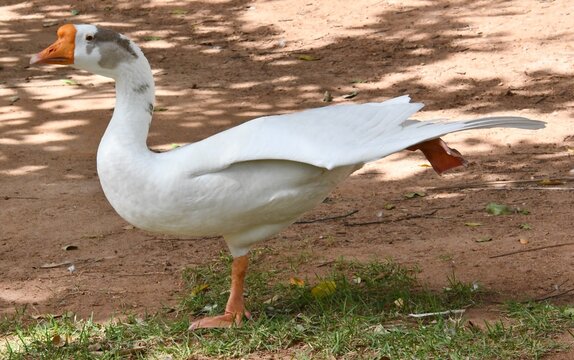 Ganso Ant&ocirc;nio mostrando um lindo arabesque em seu alongamento no jardim do Museu da Rep&uacute;blica - Palacio do Catete - RJ