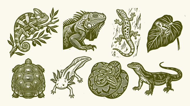 Reptile and Amphibian Linocut Illustration Set: Chameleon, Iguana, Gecko, Python, and Axolotl Icons