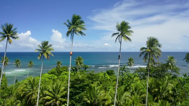 Aerial view of two men climbing tall coconut palm trees overlooking a tropical beach with turquoise ocean water and lush green vegetation in Morotai, Indonesia.