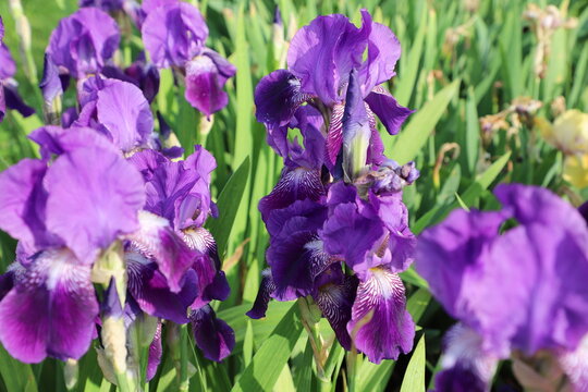 purple iris flowers