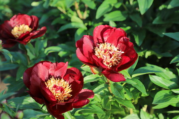 Fototapeta premium red pion flower