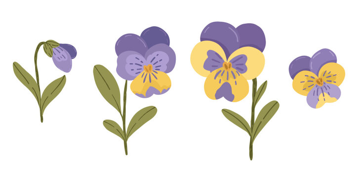 Purple and yellow pansy flowers vector set. Hand drawn viola tricolor elements isolated for botanical design and patterns