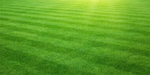 Fototapeten Pistazie A lush green grass field textures a fresh summer meadow, creating a natural landscape pattern of outdoor turf perfect for a garden lawn, golf course, or sports park  © MONORA