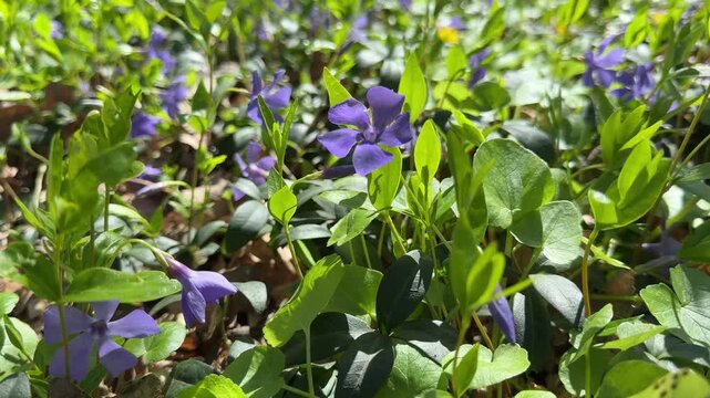 Periwinkle vinca purple flowers growing in a forest glade.
