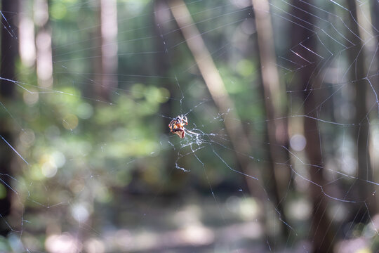Arrowhead spider (triangle orb weaver, arrowhead orbweaver, Neoscona domiciliorum, orbweaver, Verrucosa arenata) and web in New River Gorge National Park and Preserve, West Virginia.