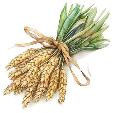 watercolor of Wheat Bundle vector painting, isolated on a white background.