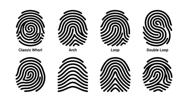 Fingerprint identification types vector set, biometric security icons including classic whorl arch and loop patterns, forensic science thumbprint collection