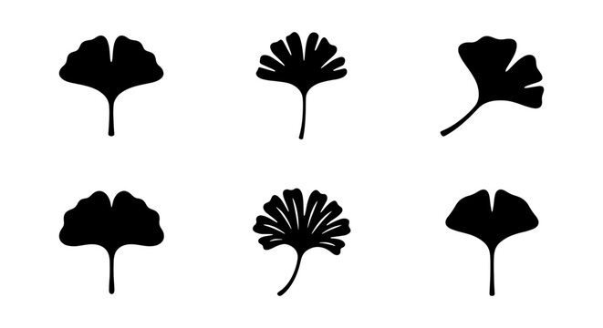 Ginkgo biloba leaf silhouette collection, set of 6 black botanical icons, minimalist japanese fan tree foliage vector elements for logo design