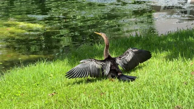 A dark anhinga stands prominently on a grassy slope with its wings spread wide to catch the sunlight. The calm water behind the bird reflects the surrounding greenery on a bright summer day.
