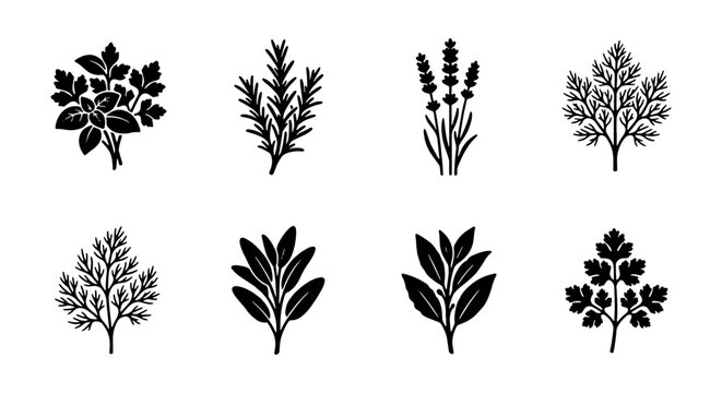 Minimalist black herb icons set, culinary botanical leaf silhouettes, collection of 8 organic plant vector illustrations for kitchen and garden