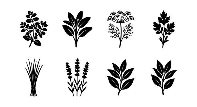 Culinary herbs and spices black silhouette icons, set of 8 botanical vector elements, organic garden herb leaf illustrations for kitchen branding