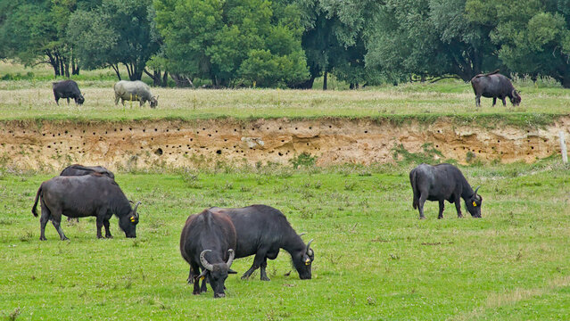 Water buffalos grazing in the Hungarian countryside neear Keszthely