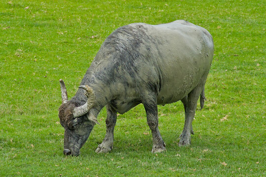 watr bufalo grazing in  a meadow