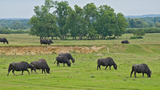 Water buffalos grazing in the Hungarian countryside neear Keszthely