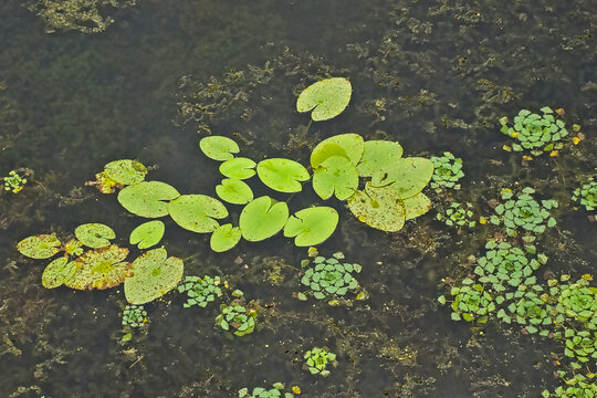. bright green leafs of water lily and water chestnut in a dark pool - nuphar latea - trapa nata 