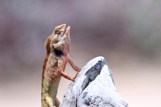L&eacute;zard Calotes versicolor avec la bouche ouverte sur rocher en environnement tropical