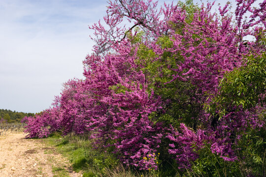 Redbud trees in full magenta bloom line a rustic dirt road, their vibrant flowers and fresh green leaves heralding spring under a bright, partly cloudy sky in a peaceful rural scene