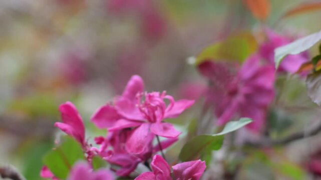 Flowering Crabapple Blossoms Close Up. Soft Spring Nature Background. Close up of delicate flowering crabapple (Malus) blossoms in soft natural light. 