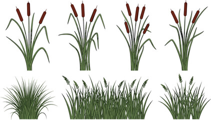 Cattail and grass plants collection with marsh reeds and wild vegetation isolated on light background botanical vector illustration set © EdGe Creative